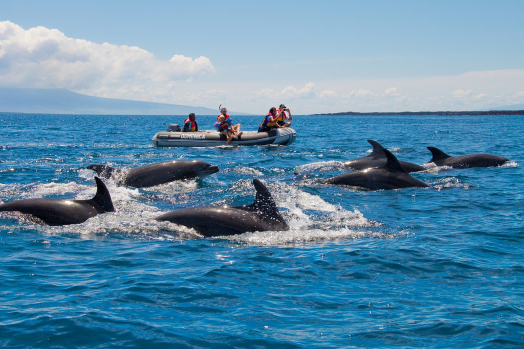 Dolphins-GPS-1024x683