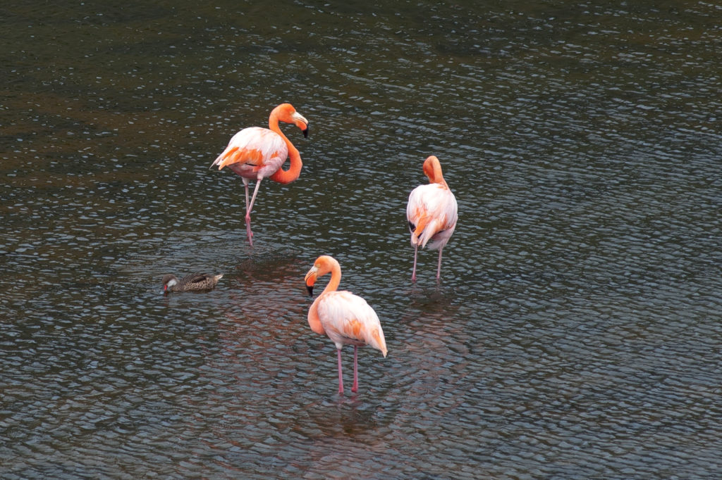 Flamingos-1024x682