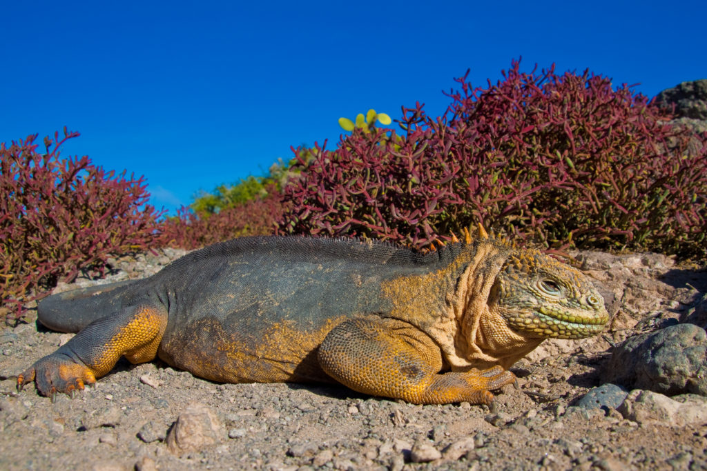 GPS-Land-Iguana-2-1024x683