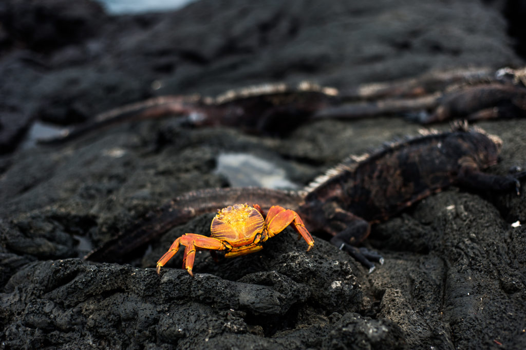 Galapagos-Red-Crab-1024x681