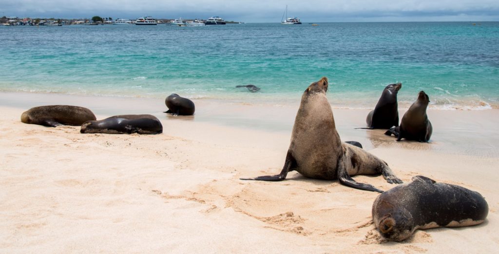 Sea-lions-San-Cristobal-scaled-e1587561997241-1024x522