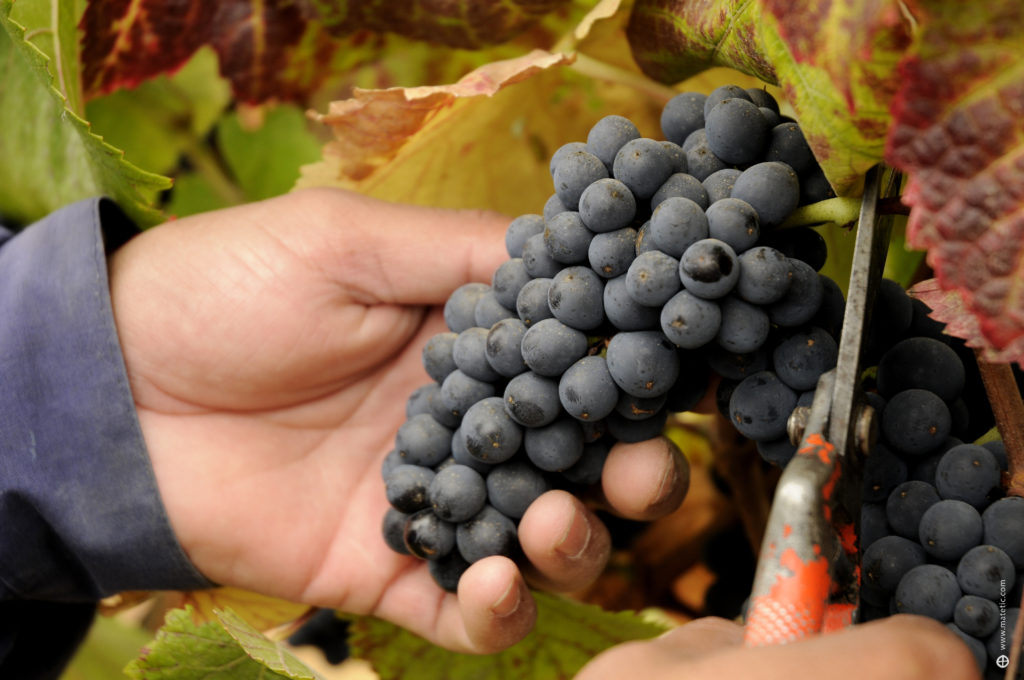 Vineyard-Grapes-1-1024x680