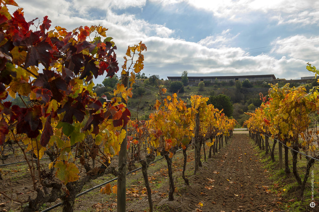 Vineyard-Wine-Cellar-1024x682