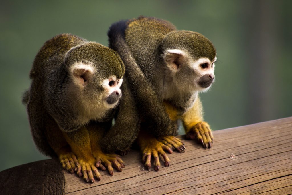 squirrel-monkey-1335598-1024x683
